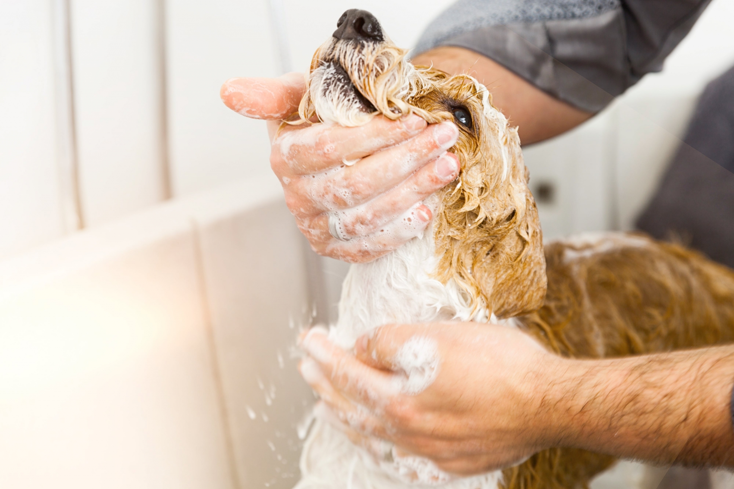 การอาบน้ำสุนัข